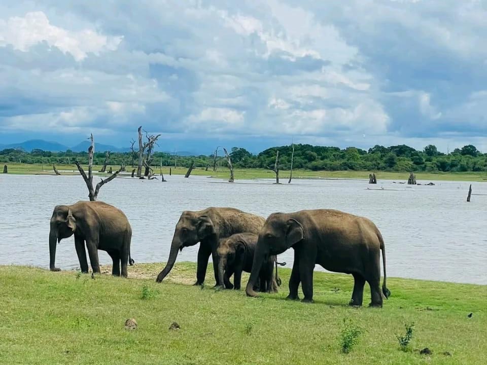 Jeep Safaris in Sri Lanka